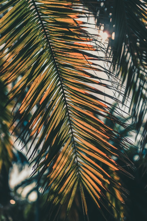 Palm tree damage from roof cleaning